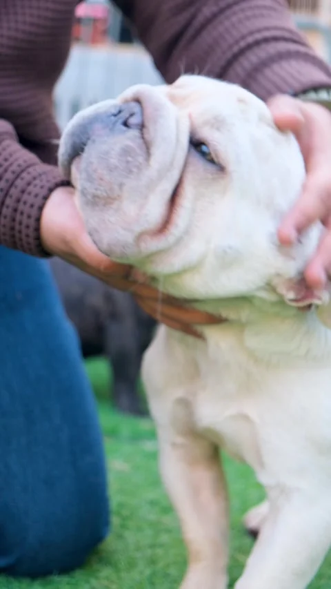 Vertical video of purebred American bully dog, white bully puppy with owner Vídeos de archivo 343788718