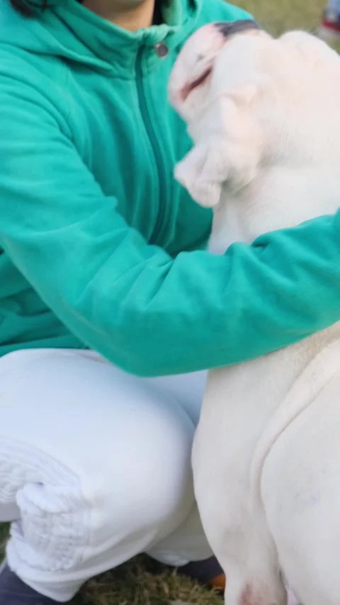 Vertical video of purebred American bully dog, bully dog, bully puppy, Vídeos de archivo 343792250