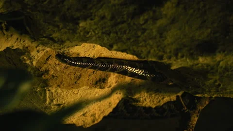 Vertical Video Of Python's Tail In Dark Key. Snake Crawls Over Rocks. Stock Footage 221015937