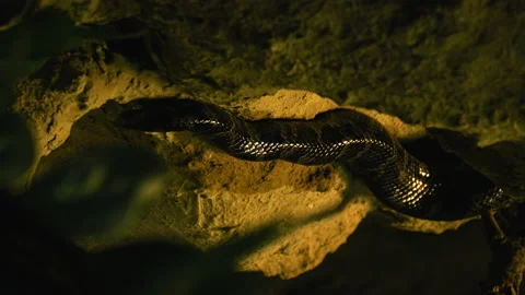 Vertical Video Of Python's Tail In Dark Key. Snake Crawls Over Rocks. Stock Footage 221085389
