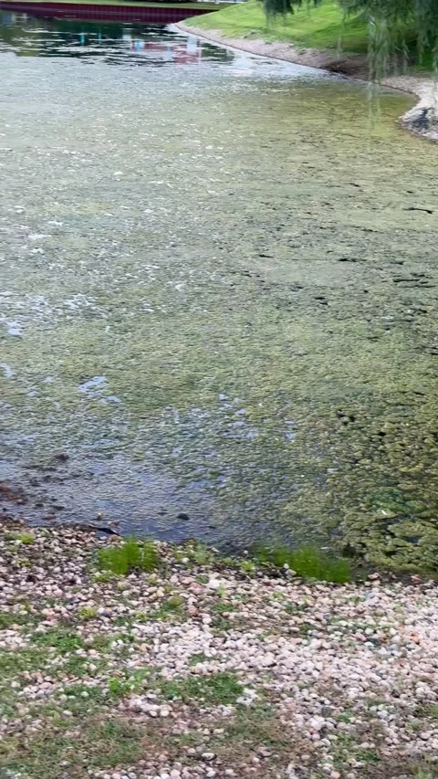 Vertical video of a quiet algae-covered green lake Stock Footage 345363168
