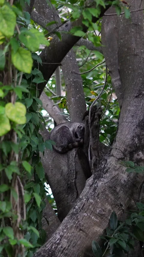 Vertical video of racoon resting on a tree branch Vidéo 330940301