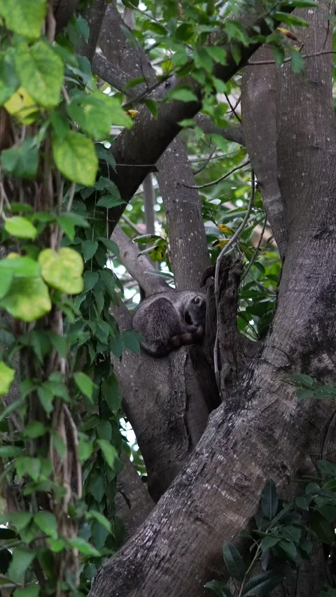 Vertical video of racoon sleeping on tree branch in the forest 스톡 동영상 330467114