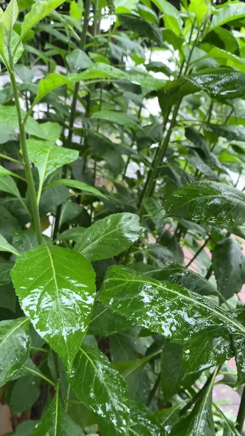 Vertical video of Rain drops on leaves Stock Footage 320035258