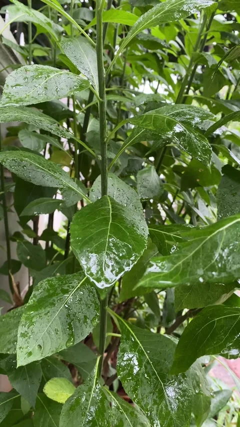 Vertical video of Rain drops on leaves Stock Footage 320035260