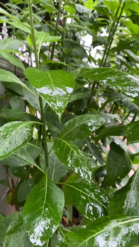 Vertical video of Rain drops on leaves Stock Footage 320035274