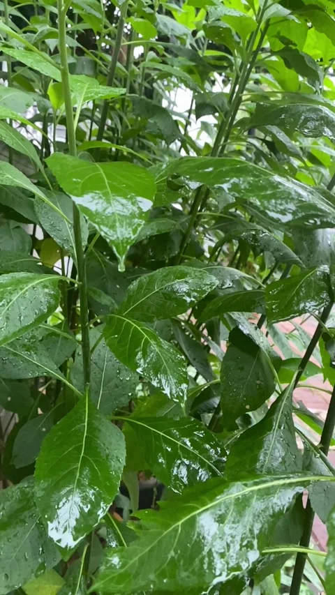 Vertical video of Rain drops on leaves Stock Footage 320035275