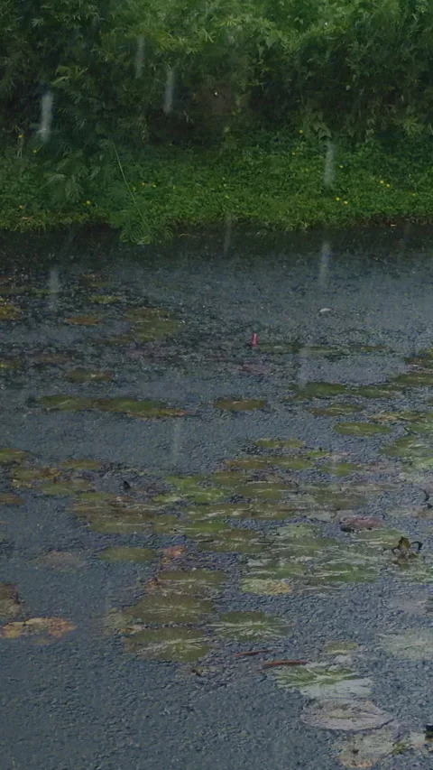 Pond Water Video Stock Videos – Royalty-Free HD & 4K Videos