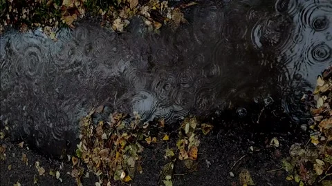 Vertical video of a rain puddle in autumn. Autumn rain is falling. Stock Footage 142553626