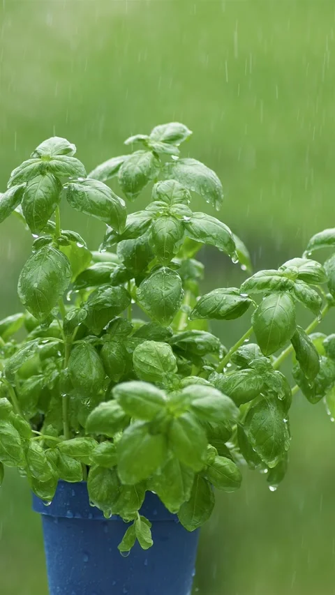 Vertical video of rain is raining on green basil herbs in blue flower pot Video stock 293003669