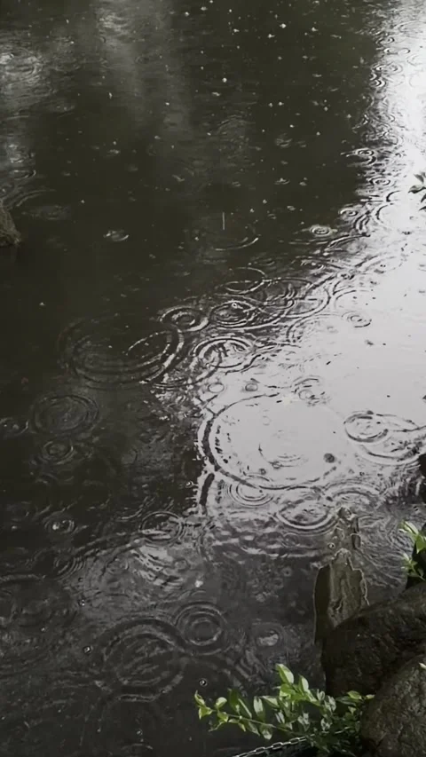 Vertical video of rain ripples and drops on pond surface in nature Stock Footage 346704275