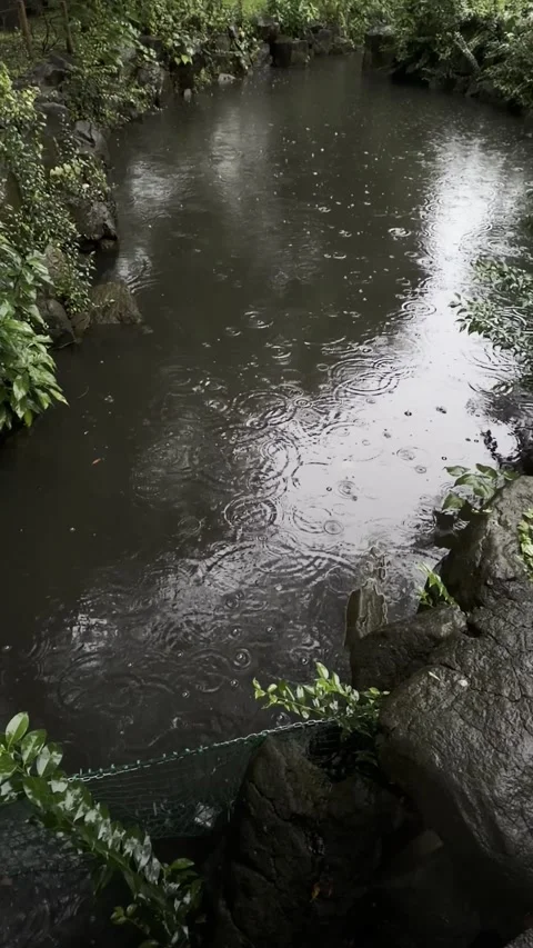 Vertical video of rain ripples and drops on pond surface with green rocky banks Stock Footage 346704292