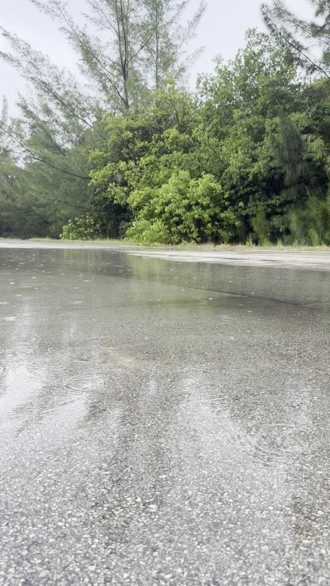 Vertical Video, Rain Ripples on Road Puddle, Green Trees, Hurricane Miami, 4 Stock Footage 343319160