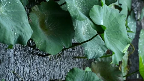 Vertical video, Rain water drop on nature fresh green lotus leaf. Stock Footage 217658552