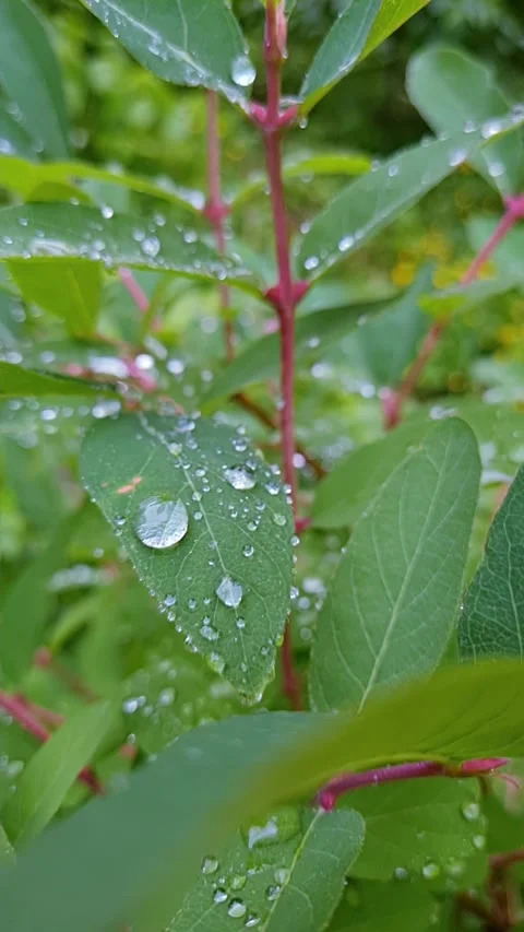 Vertical video of raindrops on leaves Video stock 158060426