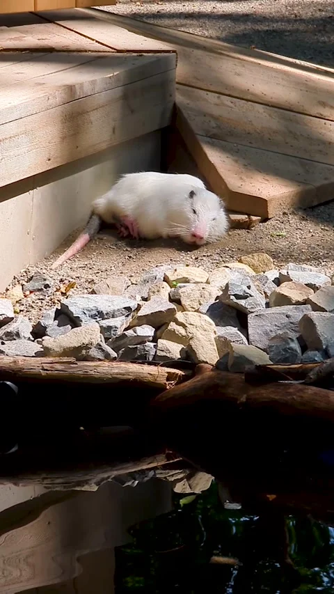 Vertical video of a rare albino nutria sleeping peacefully near stones. A cute w Stock Footage 343965716