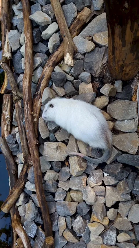 Vertical video of a rare albino nutria sleeping peacefully near stones. A cute w Vídeo Stock 343965741