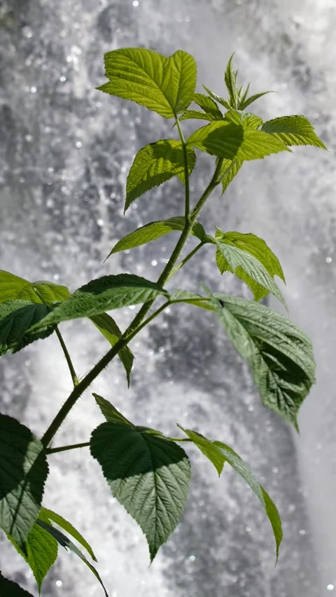 Vertical video of a raspberry bush against the backdrop of Waterfall. Video stock 293182305