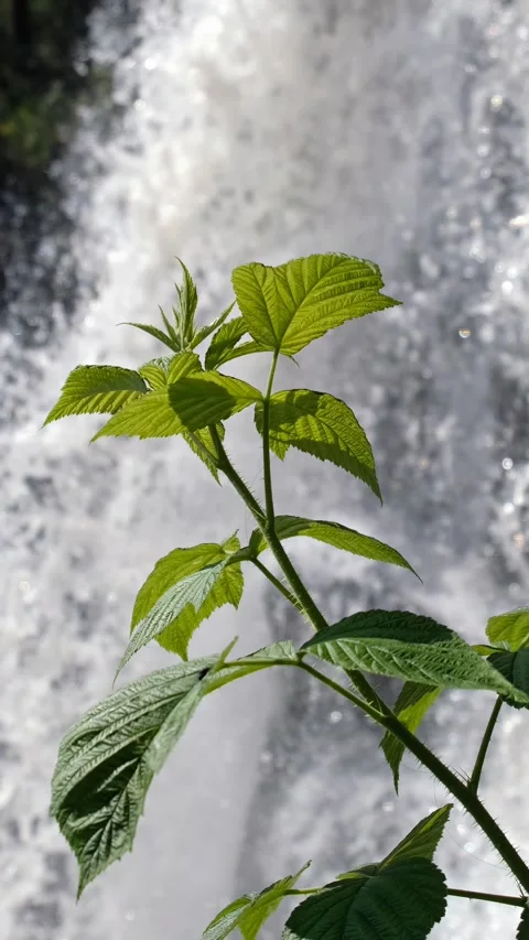 Vertical video of a raspberry bush against  Kamyshlinsky Waterfall Video stock 294558802