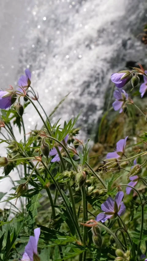 Vertical video of a raspberry bush against of Kamyshlinsky Waterfall. Video stock 299769788