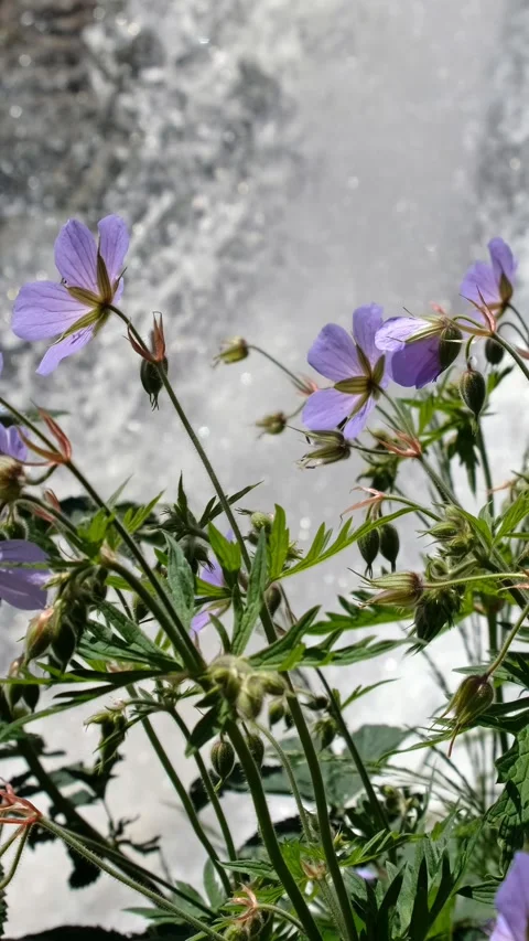 Vertical video of a raspberry bush against  Kamyshlinsky Waterfall. Video stock 305720046