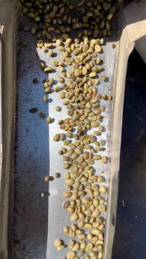 Vertical video of raw green coffee beans moving down a metal chute Stock Footage 343477364