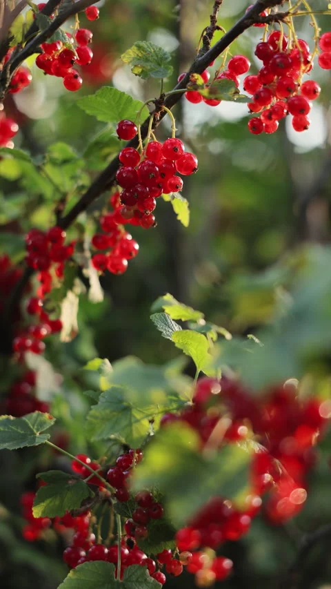 Vertical video of Red currant Picking. Organic berries. Ripe fresh berries. Red Видео 337424801
