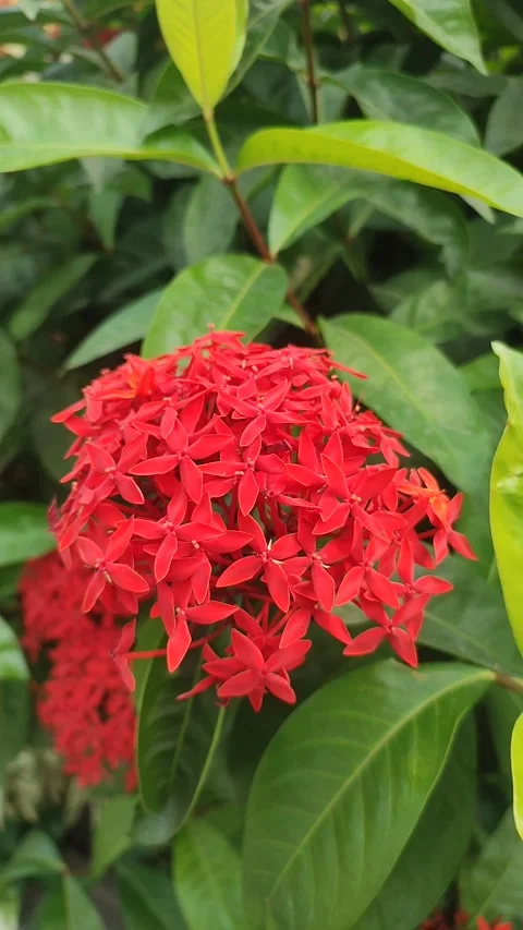 Vertical Video of Red Ixora Flower Video stock 337421604