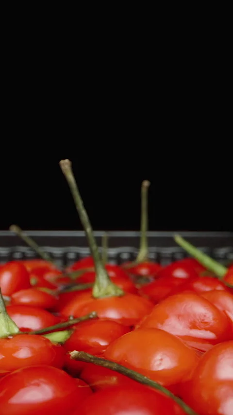 Vertical video. Red mini chili peppers of The Star of Turkey variety float in a Stock Footage 248585459