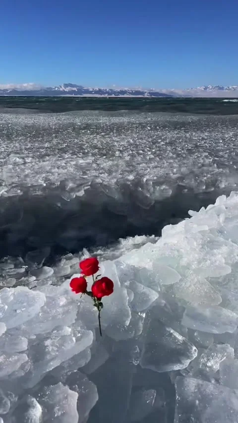 Vertical video of red roses stuck in frozen ice with big waves crashing in b Video stock 327694123