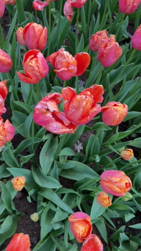 Vertical video of red tulips blooming in the garden at the Tulip Festival in Stock Footage 308929102