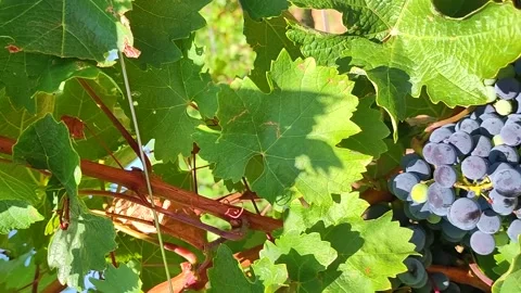 Vertical Video Of Red Wine Grapes On The Vine At Vineyard. Stock Footage 233685494