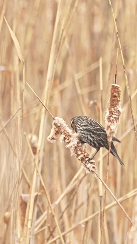 Vertical video of red-winged blackbird foraging on cattail 動画素材 333416459