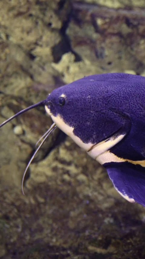 Vertical video. Redtail catfish swimming slowly in aquarium Stock Footage 332131177