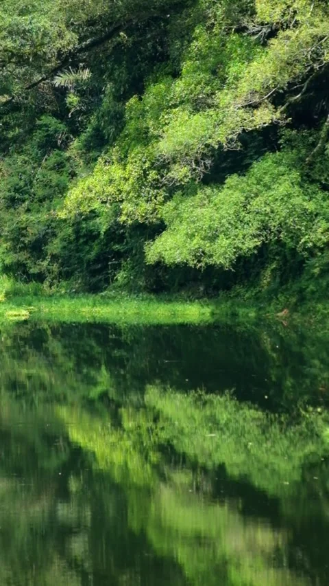 Vertical video of reflection of trees on the surface of clear lake water Stock Footage 320104623