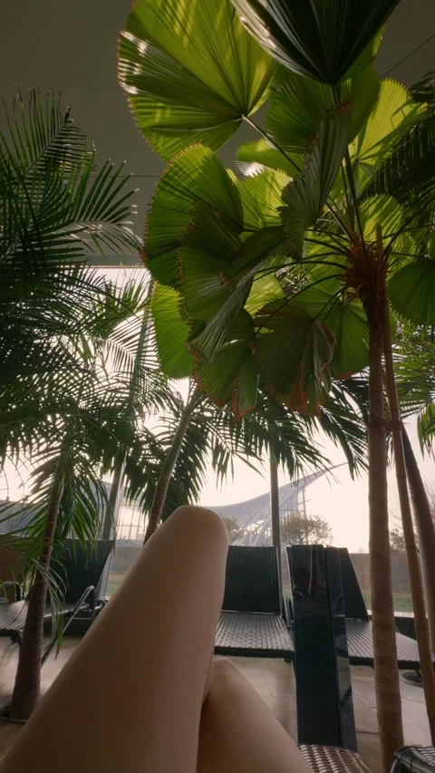 Vertical video Relaxation under palm trees at a thermal resort in Bucharest Stock Footage 305066979
