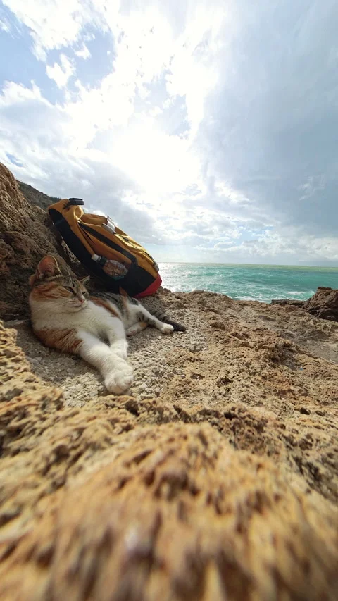 Vertical video. A relaxed cat lying on a rocky surface near a yellow backpack, Stock Footage 294631675