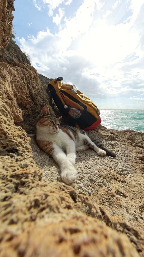 Vertical video. A relaxed cat lying on textured rocks with a yellow backpack Stock Footage 294635140