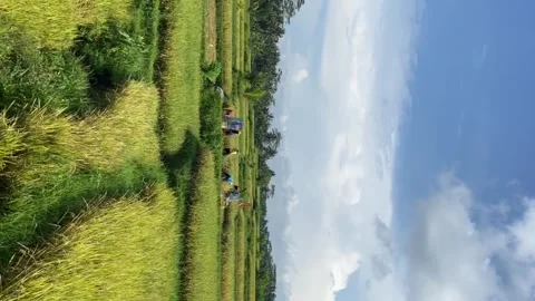 Vertical video. Rice plantations. 動画素材 222897803