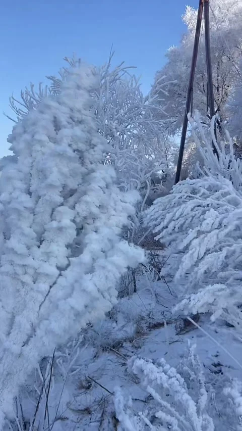Vertical Video Rime-Covered Branches Swaying Back and Forth in Strong Winter Stock Footage 328274663