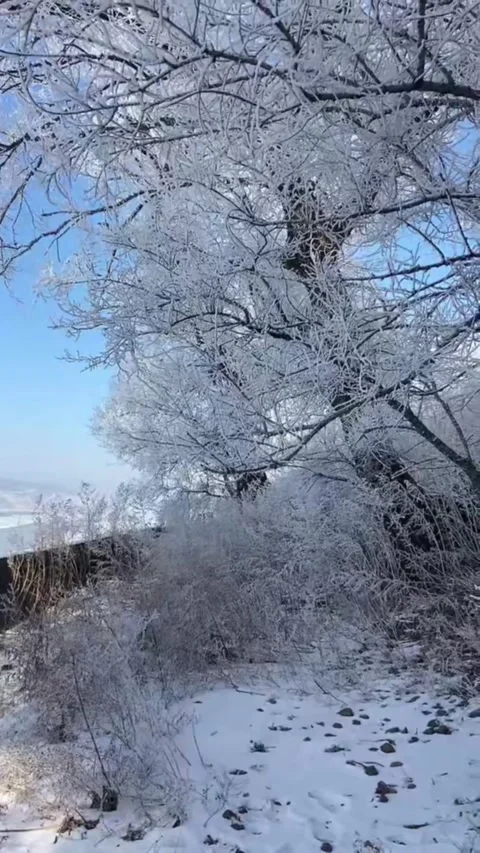 Vertical Video Rime-Covered Branches Swaying Gently in the Winter Wind Stock Footage 328385463