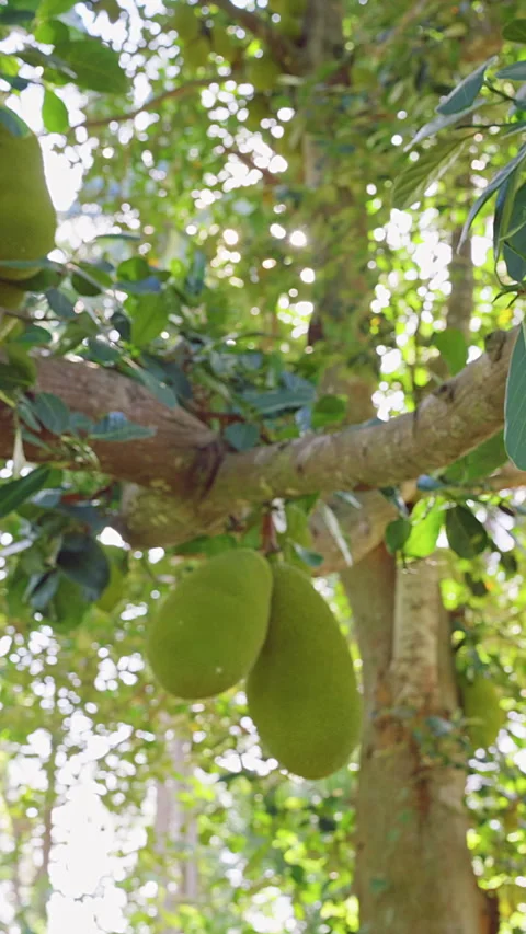 Vertical video. Ripe Jackfruit Hanging on Tropical Tree Branch in Bright Sunligh Stock Footage 334312690