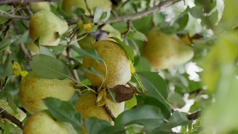 Vertical video. Ripe pears hang on the branches of a tree. Gardening. Stock Footage 218199055