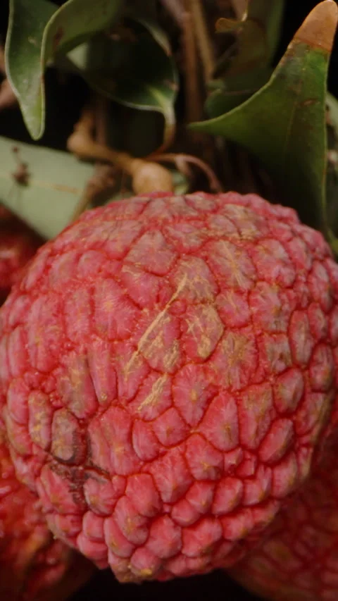 Vertical video. Ripe Red Lychee with Rough Skin Hanging on Branch Surrounded by Stock Footage 311031699