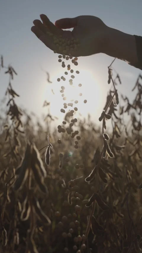 Vertical video. Ripe soybeans fall from a man's palm in the rays of the sun and Video stock 286045761