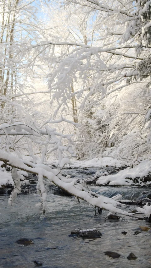 Vertical video of river and snow covered forest. Landscape with snowy trees Stock Footage 300941613