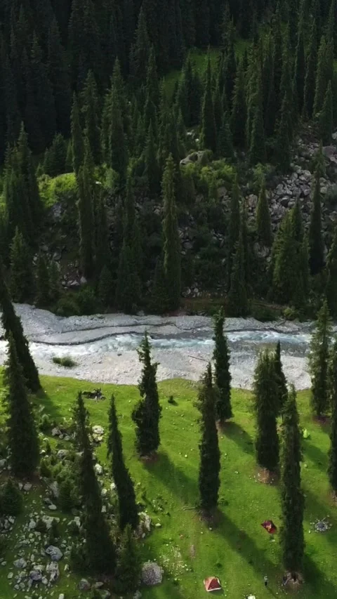 Vertical video: Riverside Base Camp and Tents in Pine Forest Aerial Stock Footage 332205237