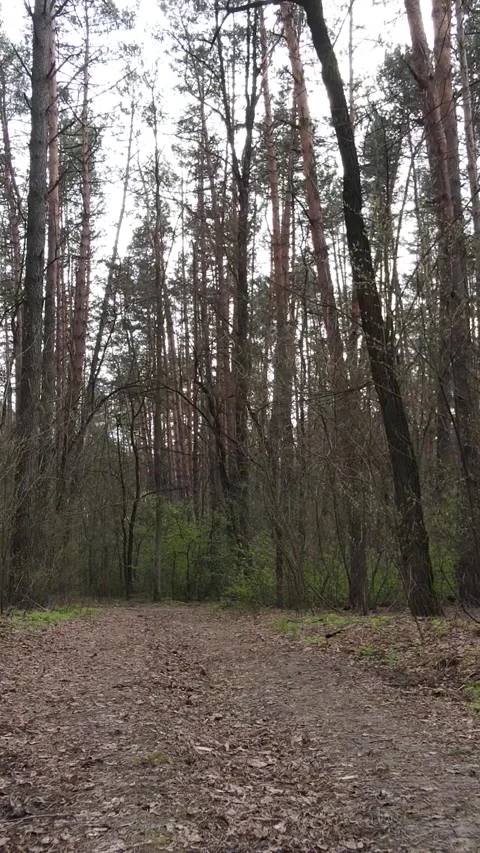 Vertical video of a road in the forest Vídeo Stock 153580814
