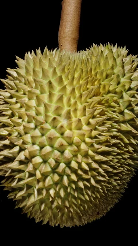 Vertical video. Rotating Durian in Seamless Loop with Hard Spiky Shell and Stock Footage 311892120