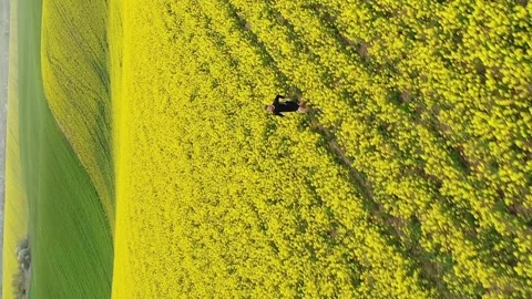 Vertical video. Runner in the picturesque rapeseed field. Aerial view. Stock-Footage 263365461
